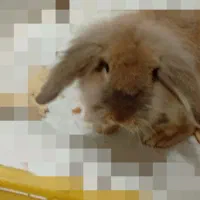 خرگوش نر نژاد لپ