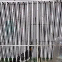 پرنده فروش فوری|پرنده|بندر انزلی, آذربایجان|دیوار