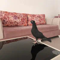 کبوتر قطران گمشده
