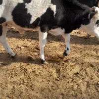 ۱۱ .راس .گوساله.نر|حیوانات مزرعه|شیراز, درکی|دیوار