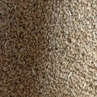 گندم پیشگام|عمده‌فروشی|سنندج, |دیوار