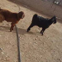 بز‌‌و‌بزغاله|حیوانات مزرعه|همدان, |دیوار