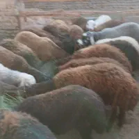 ۲۰ راس بره نر ۱۵ راس بره ماده درجه یک سرکی|عمدهفروشی|گلپایگان, |دیوار