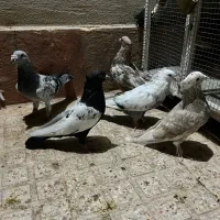 تعدادی کفتر زرنگ بشرط|پرنده|شیراز, پانصد دستگاه ارتش|دیوار