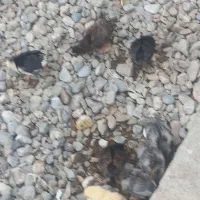 جوجه ۱ ماهه سالم وسرحال|حیوانات مزرعه|آق قلا, |دیوار