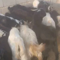 ۳۲راس کهره نر سبک