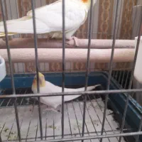 جفت عروس هلندی
