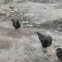 مرغ وخروس امروک جفت