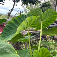 گل بابا آدم|گل و گیاه طبیعی|اسالم, |دیوار