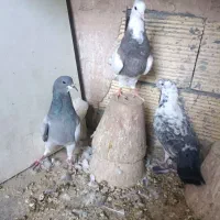طوقی..خرقه|پرنده|اصفهان, سودان|دیوار