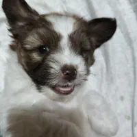 واگذاری توله شیتسو نر