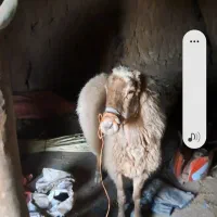 ۳عدد گوسفند گم شده