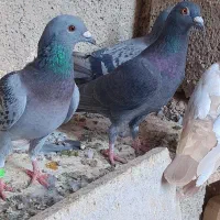 کبوتر|پرنده|شبانکاره, |دیوار