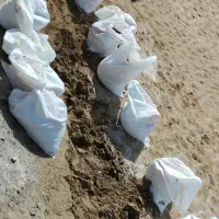 خاک باغچه کیسه ای 50 کیلو فقط 60 هزار|خدمات باغبانی و درختکاری|زاهدان, |دیوار