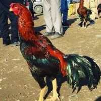 فروش فوری لاری