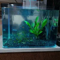  اکواریوم وماهی گوپی زبرا|ماهی|خرمآباد, |دیوار