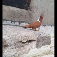 کبوتر ککیلی پرنده