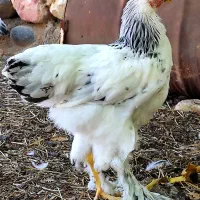 نیمچه خروس برهما