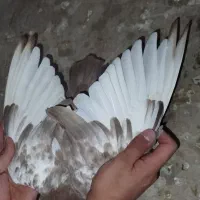 هفت عدد کفتر|پرنده|شیراز, گود عربان|دیوار