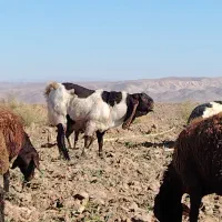 نربزپاکستانی|حیوانات مزرعه|جوین, |دیوار