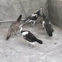 طاووس مصری هندی ابلغ و ویولت|پرنده|سیرجان, |دیوار