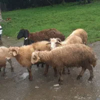 گوسفند بره نر