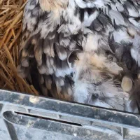 تخم نطفه دارگلین|حیوانات مزرعه|خمینی‌شهر, |دیوار