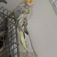 عروس هلندی همه باهم ۱میلیون