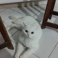 پسر عقیم شده|گربه|گلبهار, شهر جدید گلبهار|دیوار