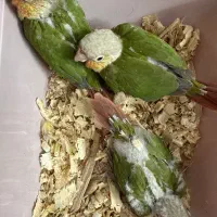 جوجه گرینچیک