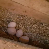 تخم مرغ سلطان اصل نطفه دار (خروس مرغ گیر جوان)|حیوانات مزرعه|کهک, |دیوار