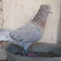 نر و ماده زرد دم سفید وسار دم سفید درجه یک|پرنده|بیرجند, |دیوار