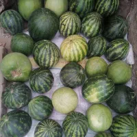 هندوانه دیم|خوردنی و آشامیدنی|سبزوار, اسلام آباد|دیوار