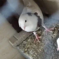 کبوتر جوانه|پرنده|ایلام, |دیوار