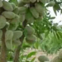 فروش باغ بادام۱۰۰۰۰ متر