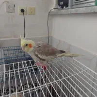 عروس هلندی و مرغ مینا