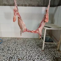 گوشت کهره و بره نر درجه یک