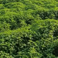 شوید خشک و نعناع خشک