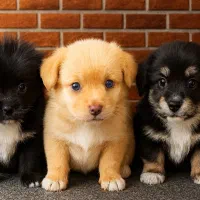 سگ توله اشپیتز