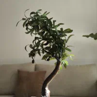 درخچه بونسای زیتون با برگ های لمسی مصنوعی