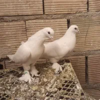 کبوتر|پرنده|تبریز, |دیوار