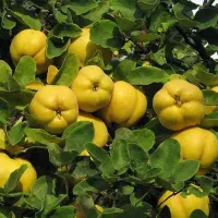 نهالستان ارقام خشکبار و میوه و درخت های تزئینی|خدمات باغبانی و درختکاری|گرمادوز, |دیوار