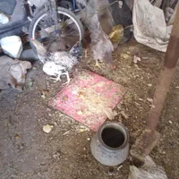 دو عدد جوجه خروس رسمی