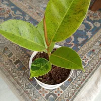 انواع گلهای اپارتمانی|گل و گیاه طبیعی|شاهین‌شهر, شهرک هشت بهشت|دیوار