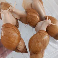 حلزون مولد تخم گزار