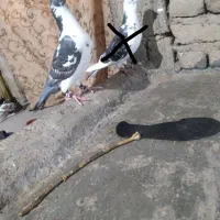 کفتر|پرنده|تایباد, |دیوار