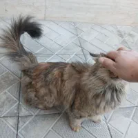 گربه دم پشکالو