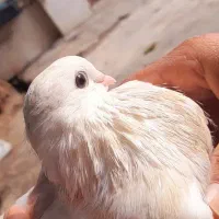 کبوتر کاکلی،پرشی،نوک قنار|پرنده|مزرعه کتول, |دیوار