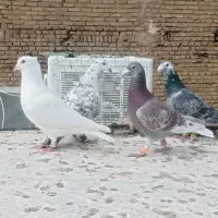 کفتر دو رگ نر پرشی ۱۰عدد|پرنده|مشهد, ادیب نیشابوری (شهرک غرب)|دیوار