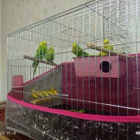 ۲عدد مرغ عشق نر و ماده با قفس